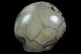 Ammonite In Septarian - Madagascar #113498-1